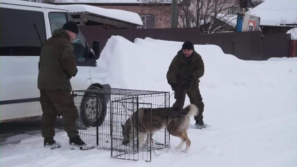 Отлов нижневартовск фотографии отловленных